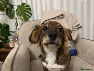 Dachshund dogs 7 Months old, Dachshund Momo Readt to Adopt - Advert 2