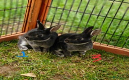 Rex rabbits for sale: Mini Rex Buck - Image 17