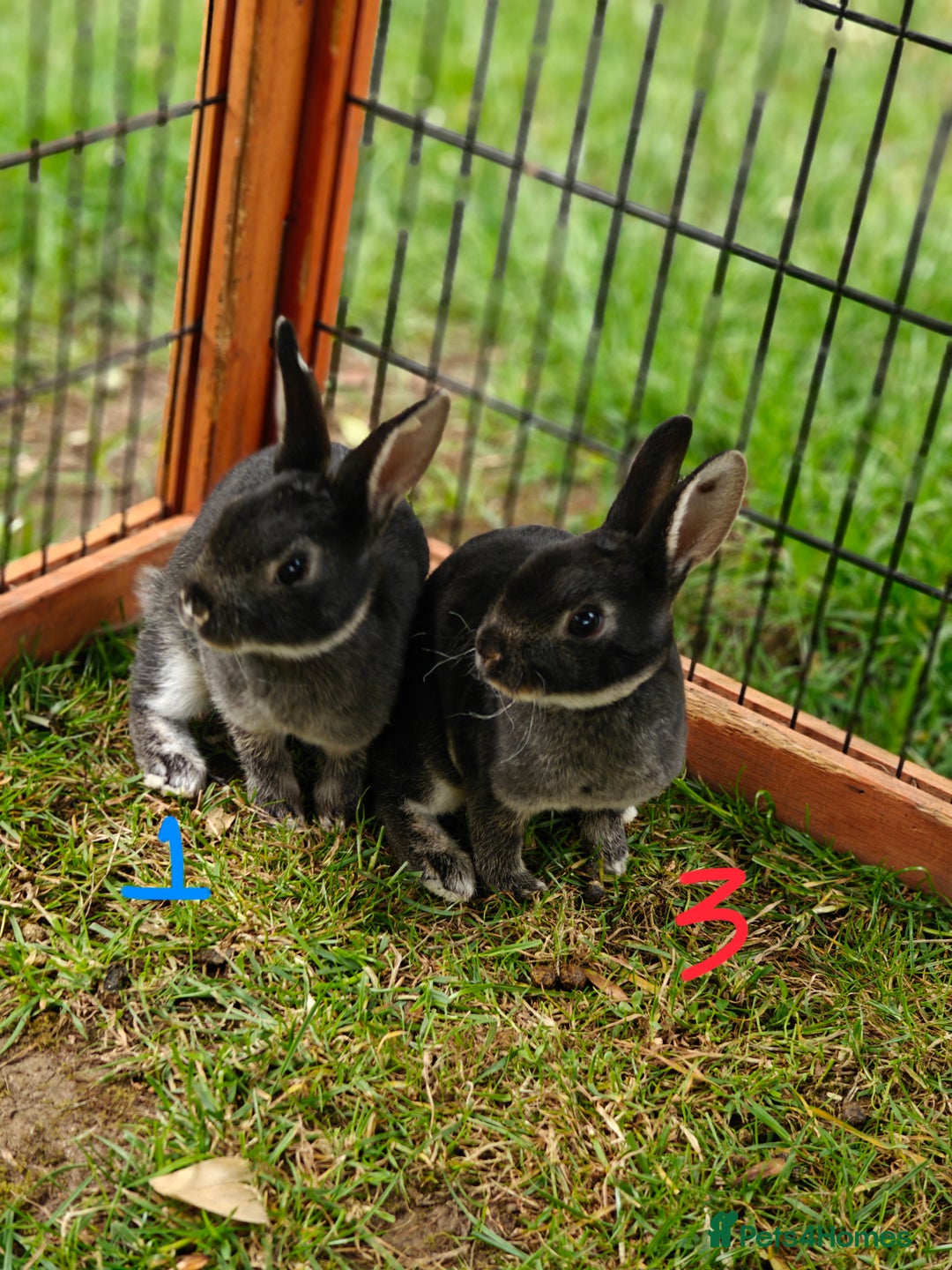 Rex rabbits for sale: Mini Rex Buck - Image 17