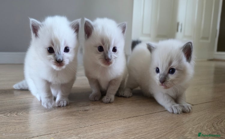 Ragdoll cats - Advert 2