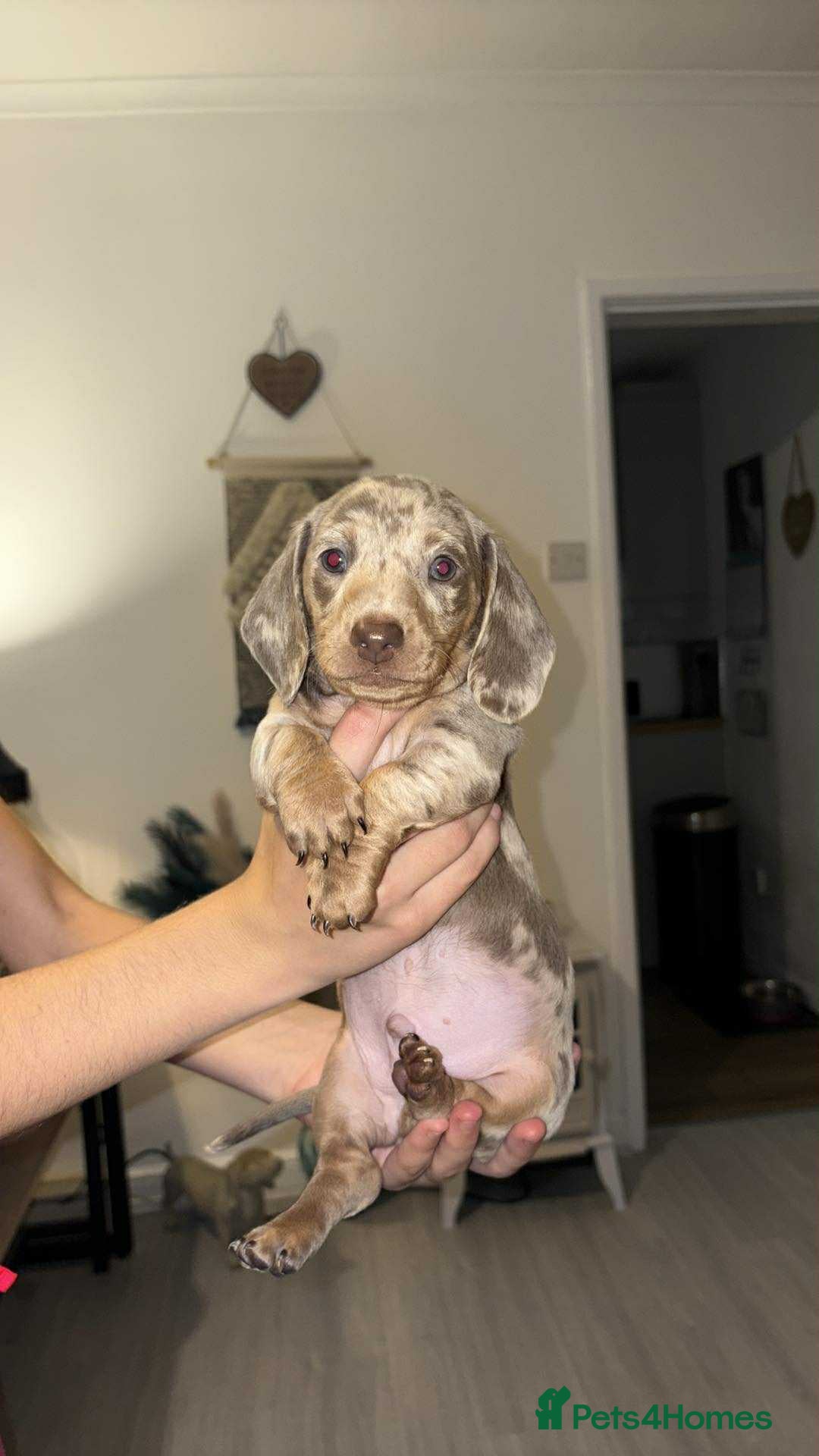 Dachshund dogs for sale: Isabelle and tan dachshund pups  - Image 14