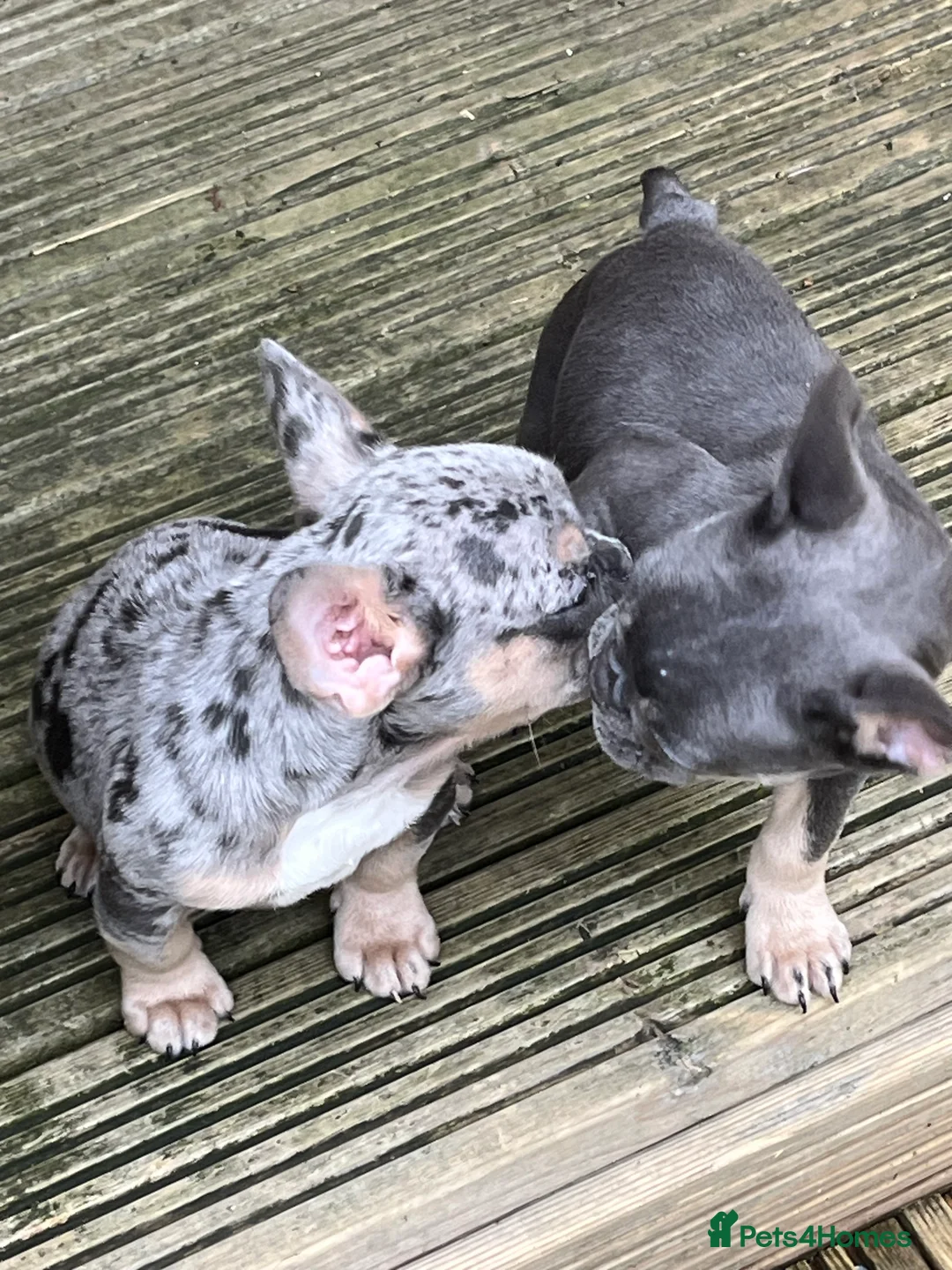 French Bulldog dogs for sale: Beautiful French bulldog pups ready to leave now - Advert 2
