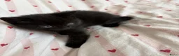 Mixed Breed cats for sale: Beautiful kittens for sale  in York - Advert 4