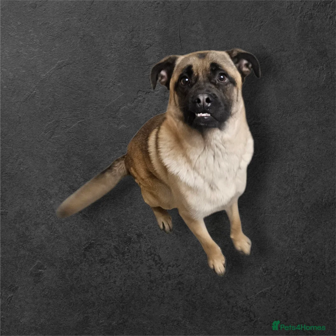 Mixed Breed dogs for sale: Tank  - Advert 1