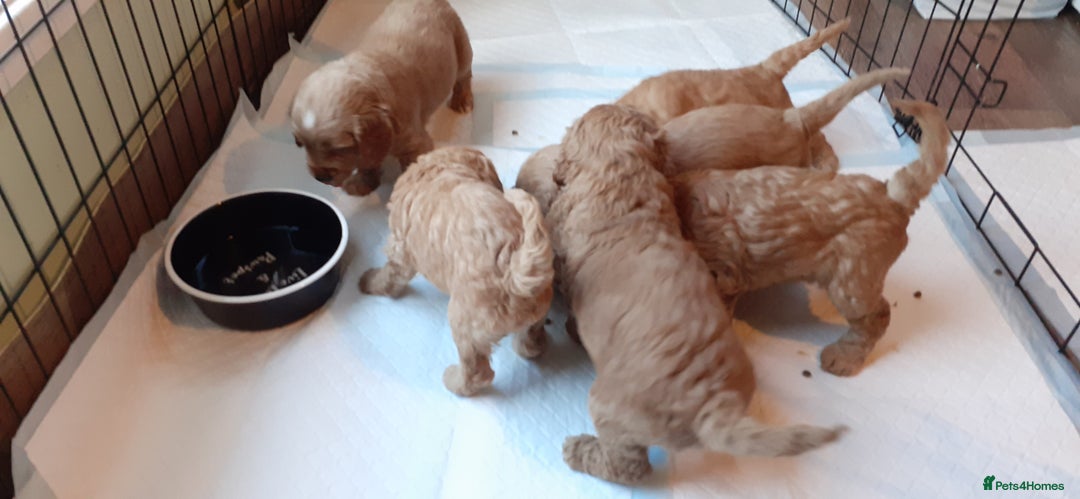 Mixed Breed dogs for sale: 1 boy and 1 girl left - Image 19