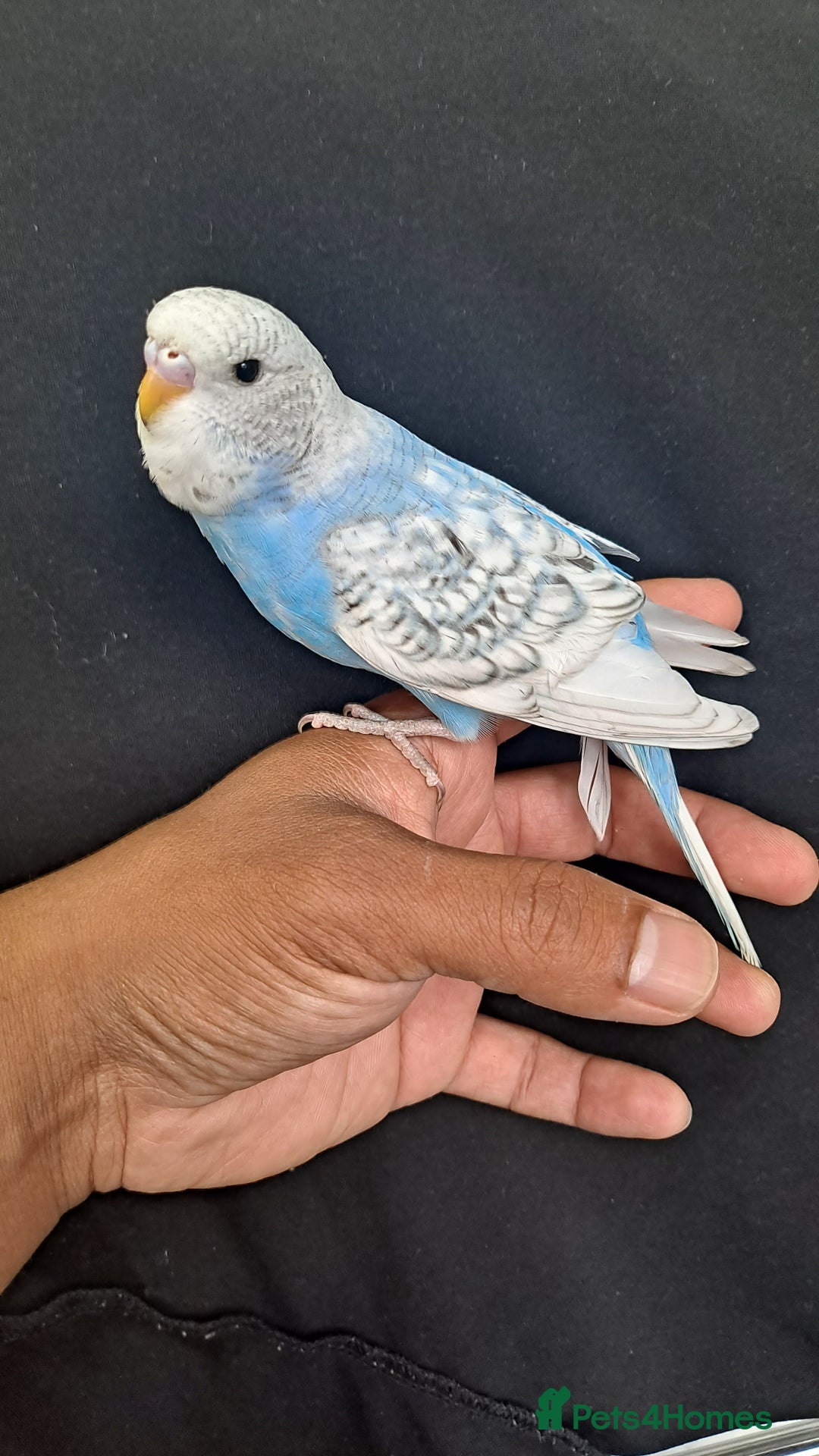 Budgerigars birds for sale: Silly hand tamed baby budgies for sale  - Image 19