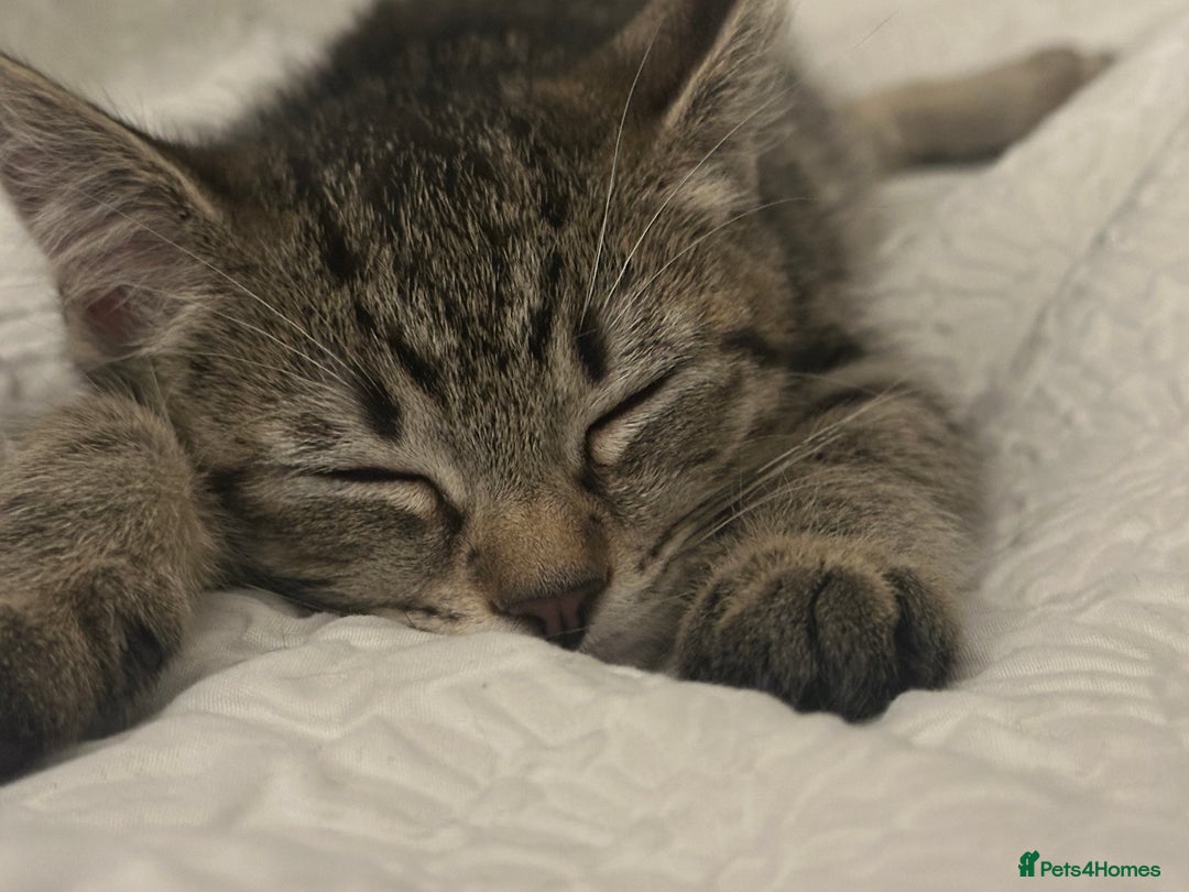 Bengal cats for sale: Kitten for sale  - Image 2