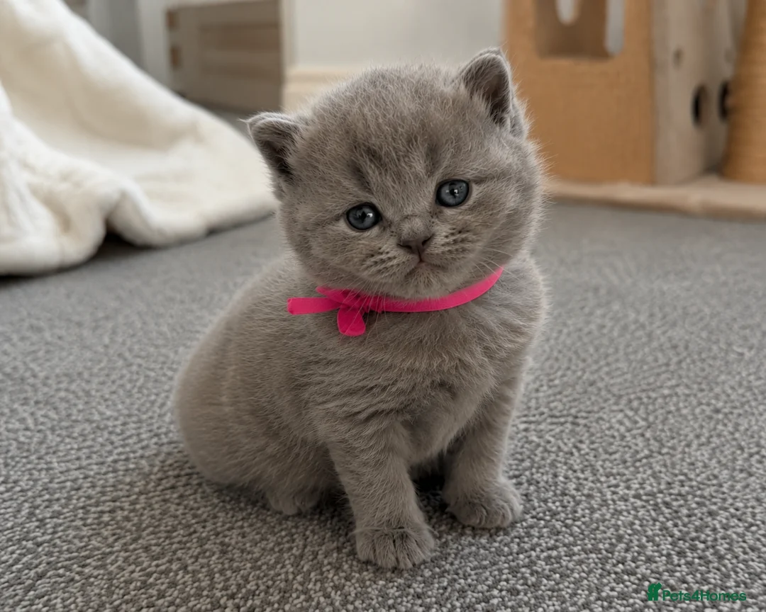 British Shorthair cats for sale: Beautiful British Shorthair Kittens - Advert 2