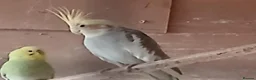 Cockatiels birds for sale:  5 cockatiels 3 red rumps in Market Harborough - Advert 2