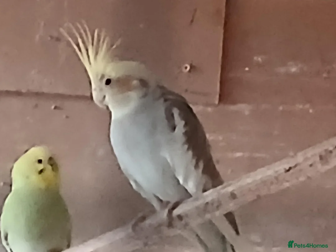 Cockatiels birds for sale:  5 cockatiels 3 red rumps in Market Harborough - Advert 2