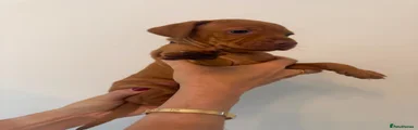 Hungarian Vizsla 9