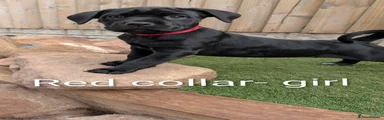Red collar