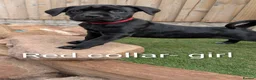 Cane Corso dogs for sale: Cane corso puppies  - Advert 24