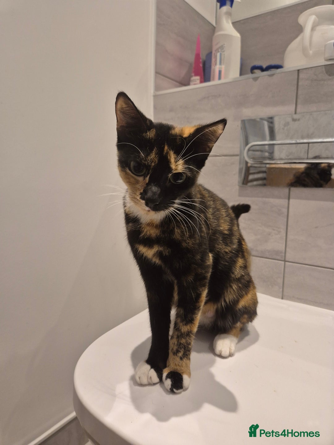 Mixed Breed cats for sale: Two adorable kittens needing a home - Advert 3