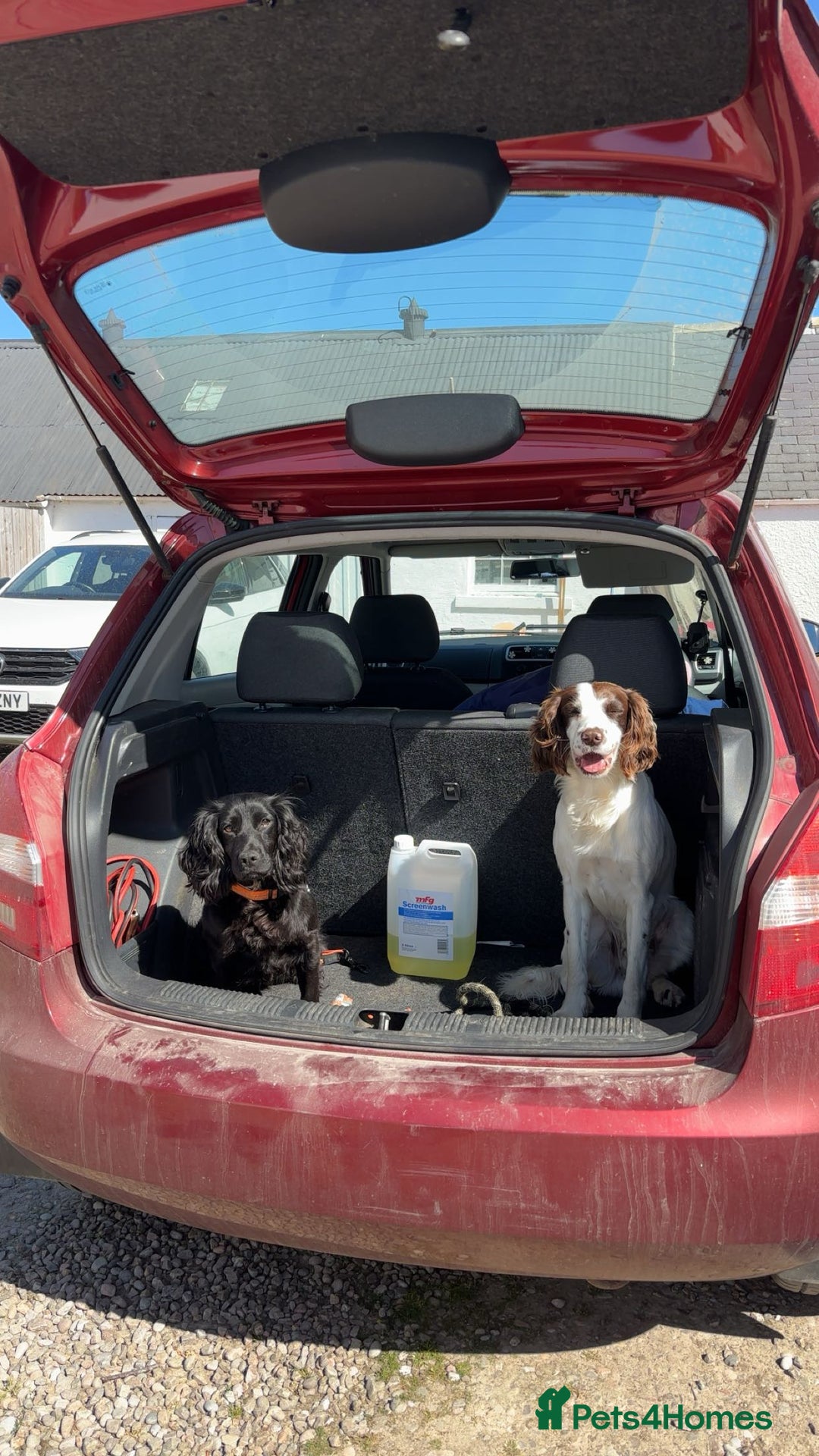 Cocker Spaniel dogs for sale: KC Reg Female Cocker Spaniel - Image 4