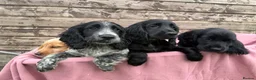 Cocker Spaniel dogs for sale: Cocker Spaniel puppies  - Advert 7
