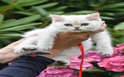 British Shorthair cats for sale: Champion sired Golden Colourpoint Kittens  - Image 30