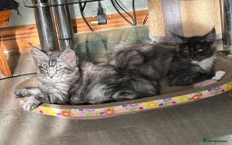 Maine Coon cats for sale: 2 LEFT! Tica registered non active mainecoons - Image 1