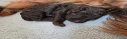 Cockapoo dogs for sale: Beautiful cockapoo puppies   - Advert 5