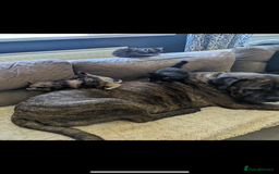 Mixed Breed cats for sale: kittens - Image 10