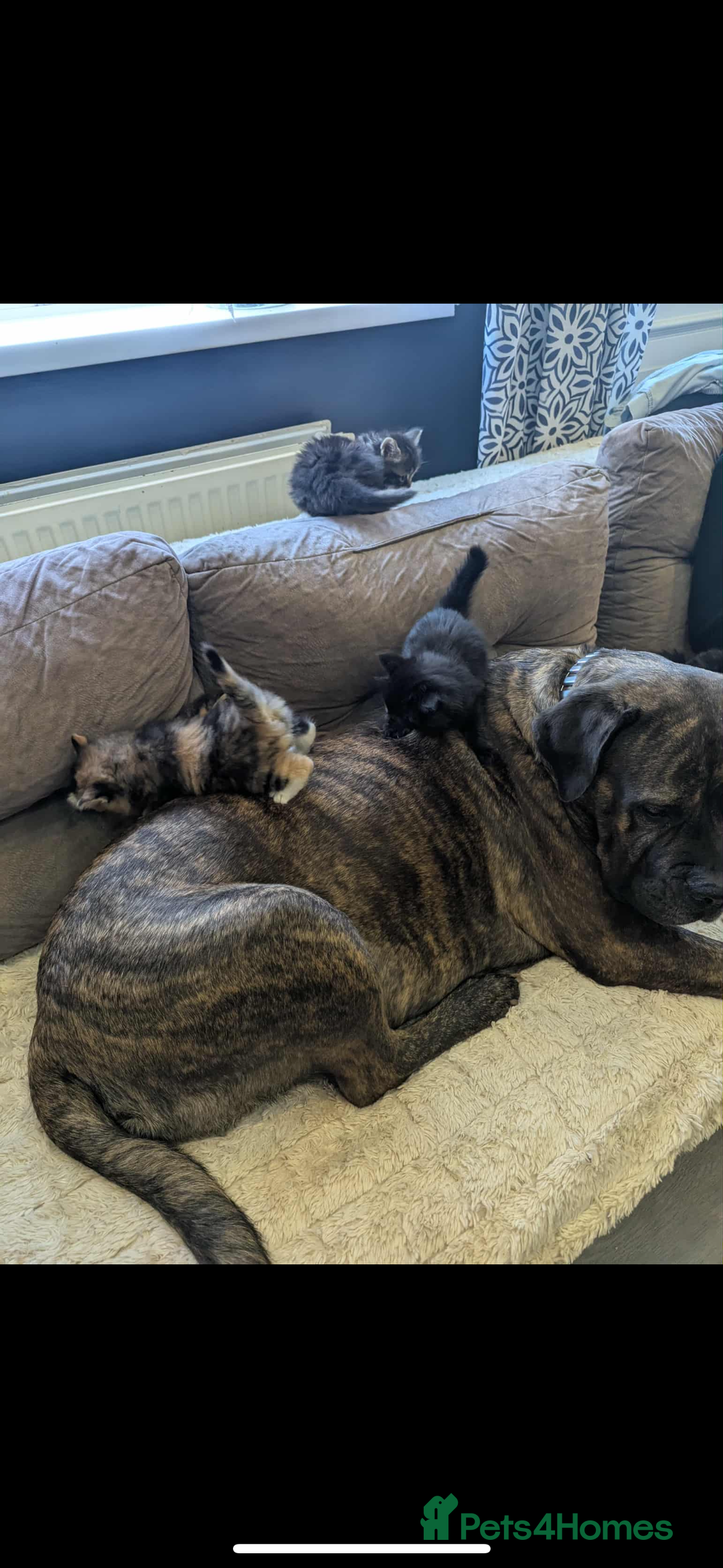 Mixed Breed cats for sale: kittens - Image 10