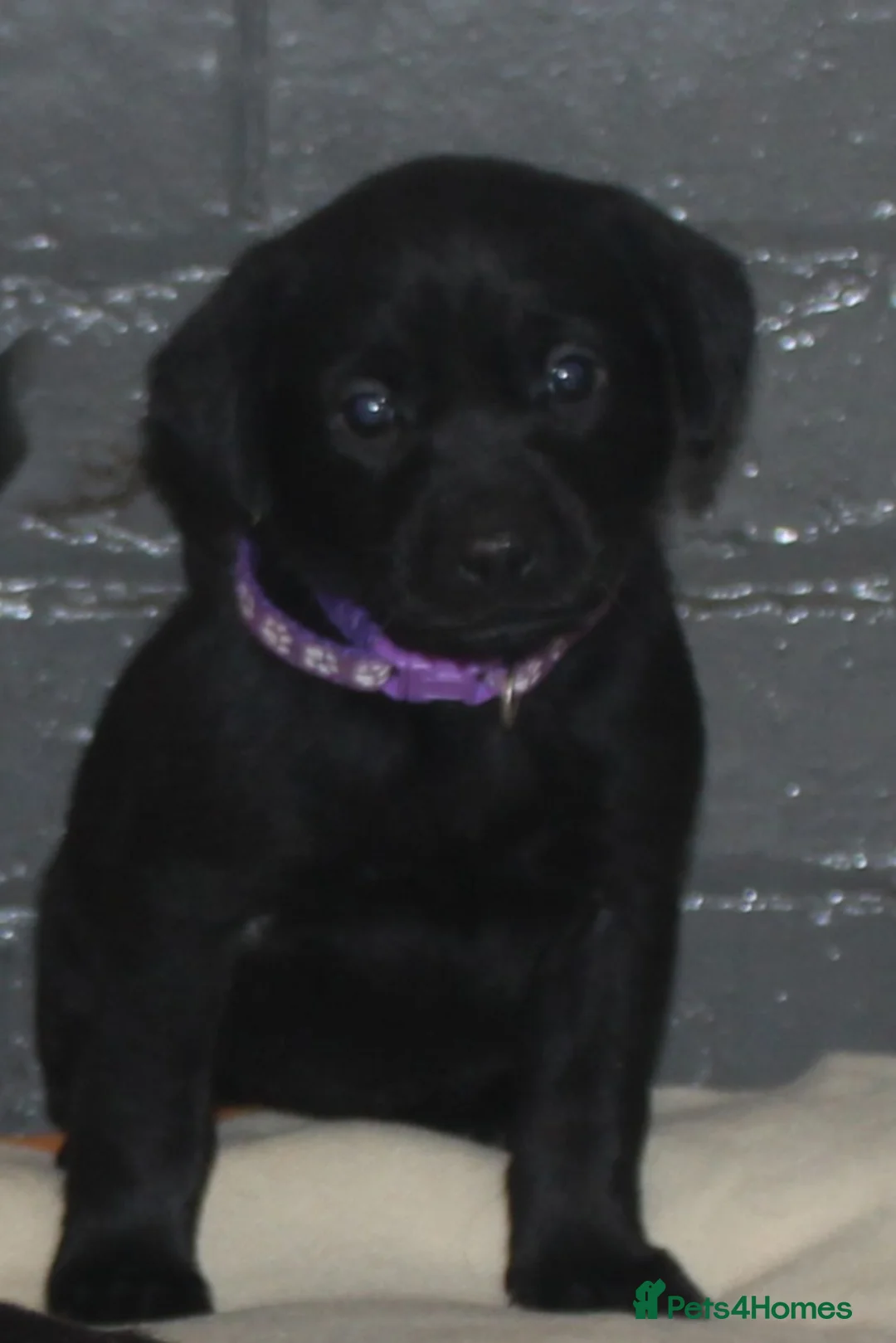 Labrador Retriever dogs for sale: Lovely, bold, beautiful puppies - Advert 16