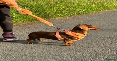 Miniature Dachshund dogs - Advert 11