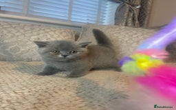 British Shorthair cats for sale: Gccf reg blue bsh kittens active - Image 24