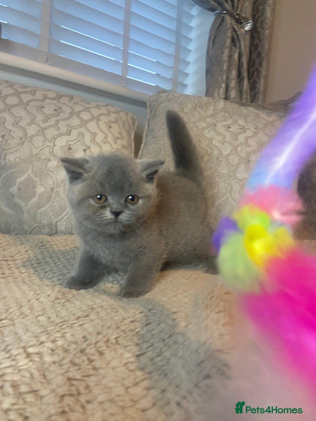 British Shorthair cats for sale: Gccf reg blue bsh kittens active - Image 24