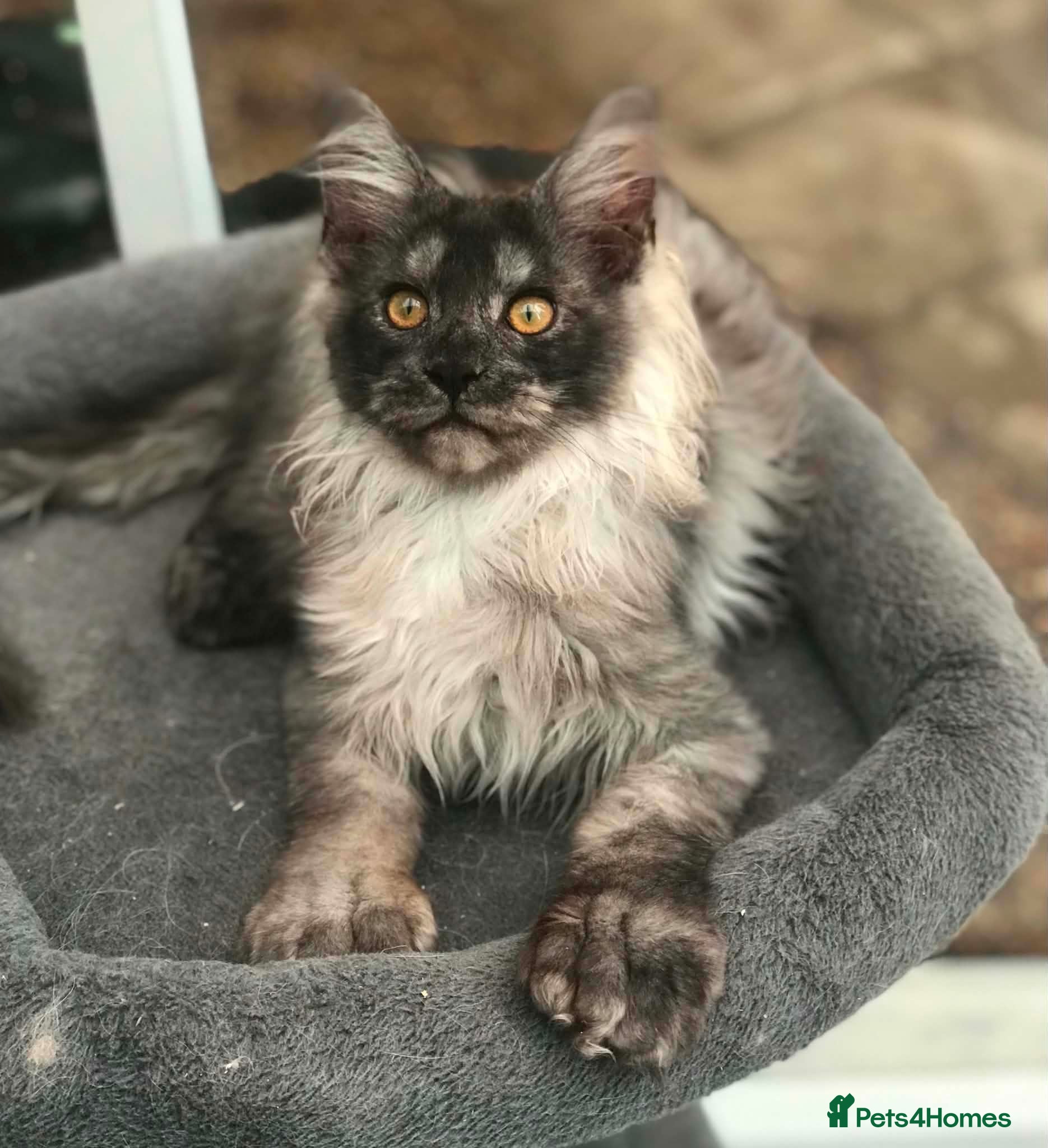 Maine Coon cats ⚜️ championline maine coon kittens ⚜️ polydactyl - Advert 1