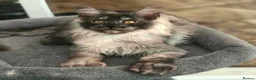 Maine Coon cats for sale: ⚜️ championline maine coon kittens ⚜️ polydactyl - Advert 9