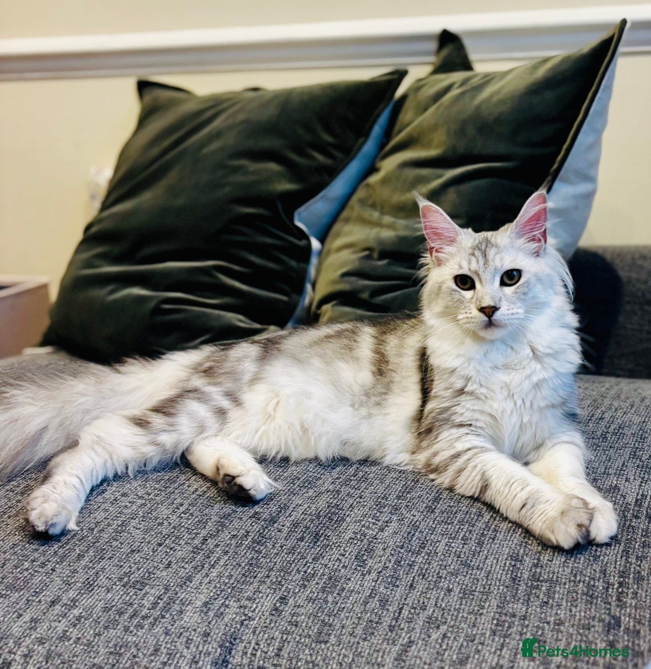 Maine Coon cats Maine coon kittens for sale 🩷💙 - Advert 2