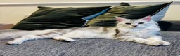 Maine Coon cats for sale: Maine coon kittens for sale 🩷💙 in Loughton - Advert 1