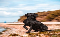 Labrador Retriever dogs for stud: Health Tested KC Labrador Stud  in Wimborne - Image 7