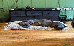 Mixed Breed dogs for sale: Re homing my dogs - Image 1