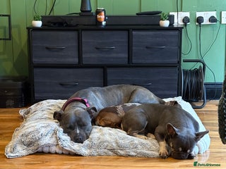 Mixed Breed dogs for sale - Advert 1