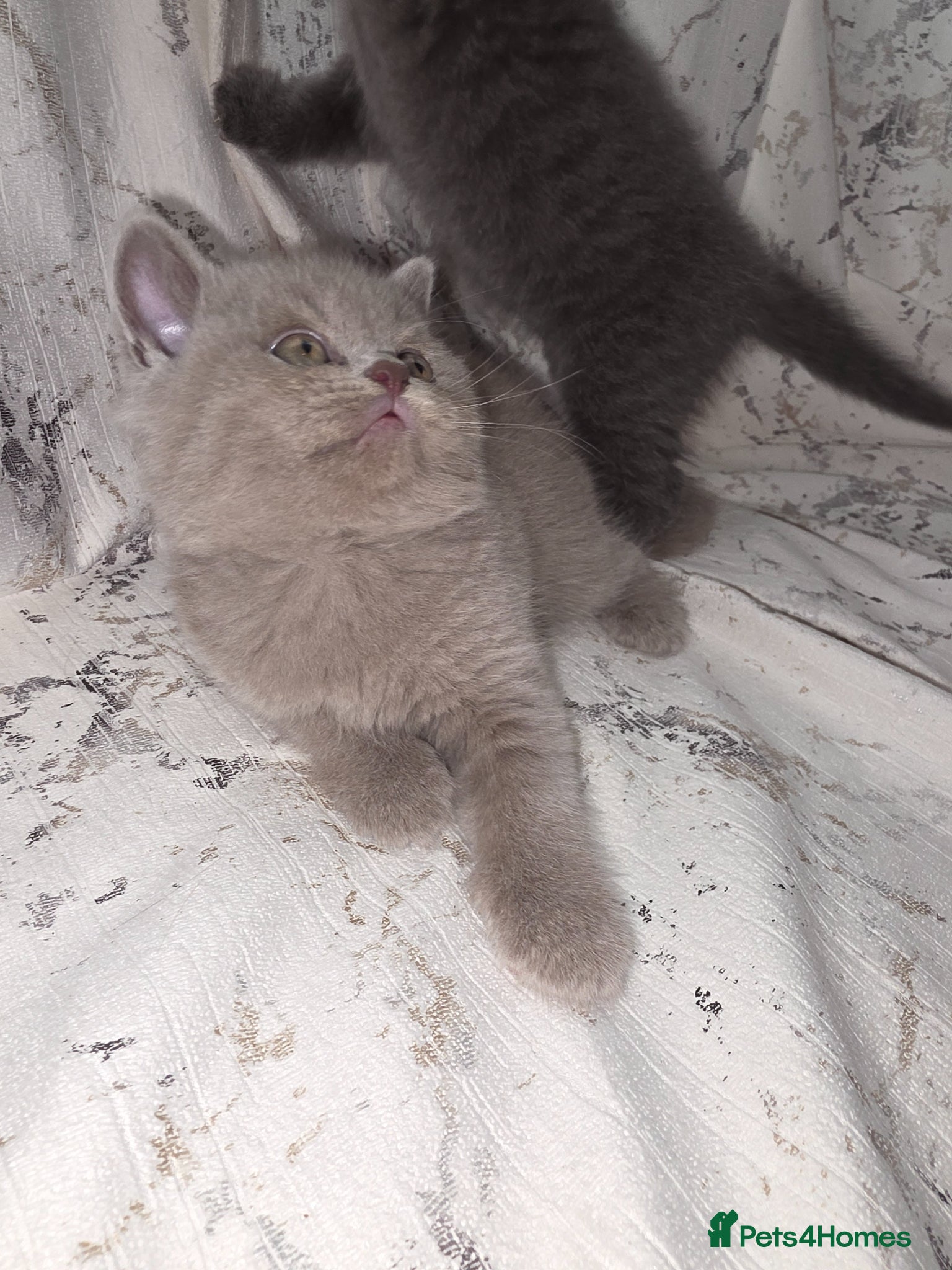 British Shorthair cats 2 boys Left - Advert 2