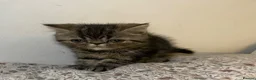 Exotic cats for sale: Exotic Persians - Advert 2