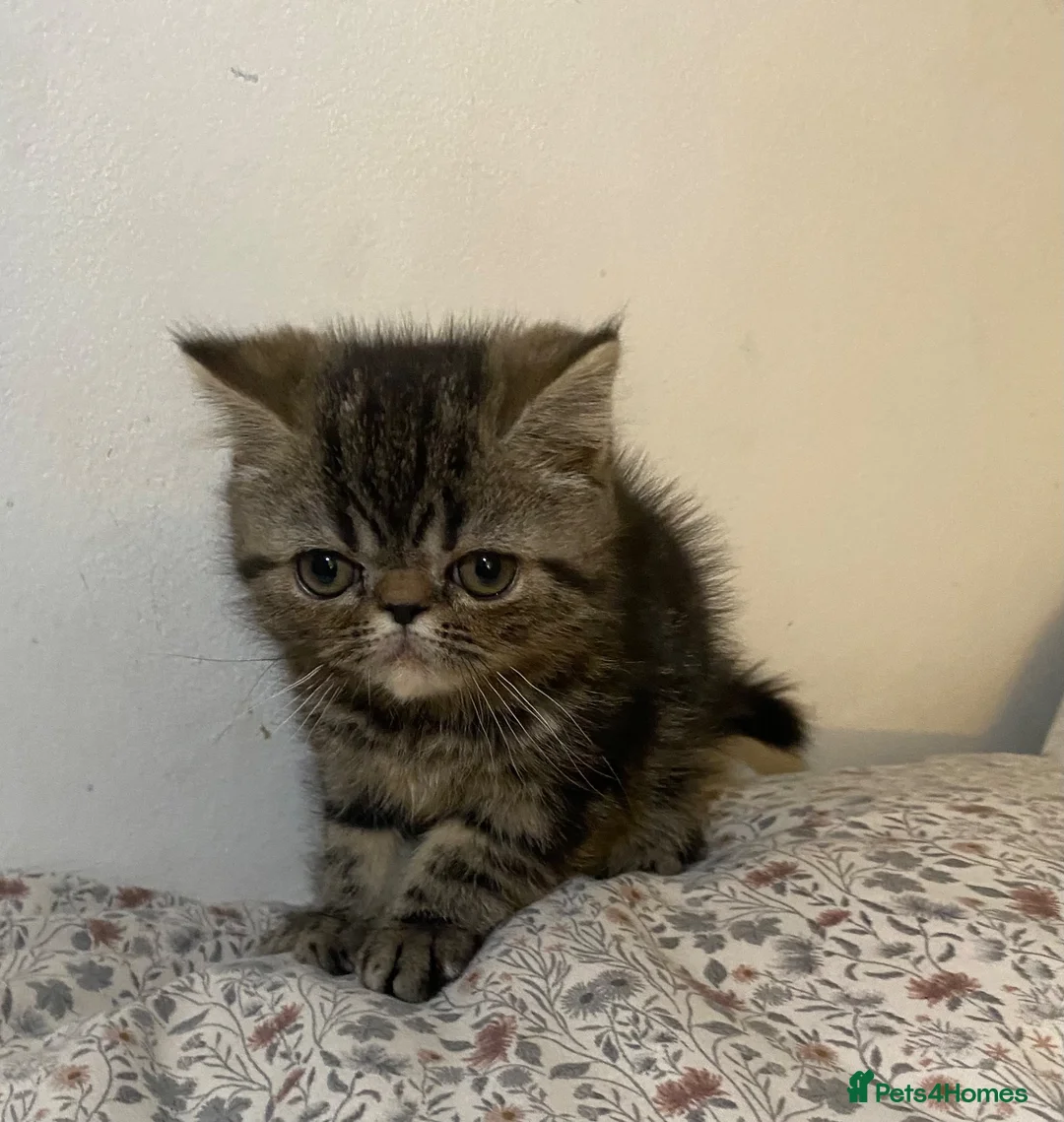 Exotic cats for sale: Exotic Persians - Advert 2