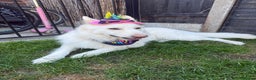 White Swiss Shepherd dogs for sale: 2 year old male Swiss shepherd - Advert 2