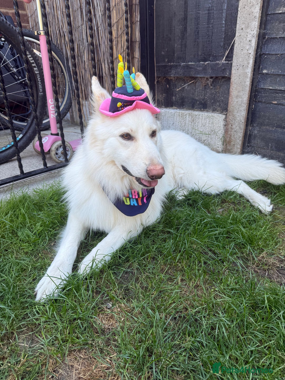White Swiss Shepherd dogs for sale: 2 year old male Swiss shepherd - Image 2