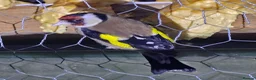 Mixed Breed birds for sale: Goldfinch  - Advert 6