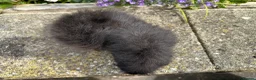 Guinea Pig rodents for sale: Friendly Swiss guinea pig boars (boys) - Advert 4