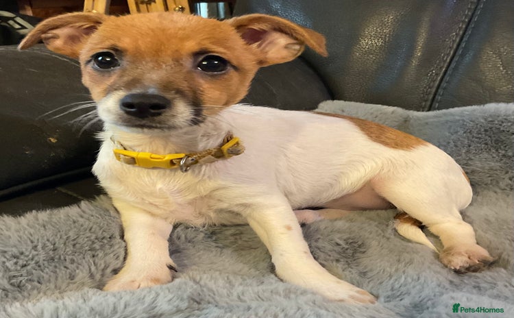 Jack Russell dogs - Advert 2
