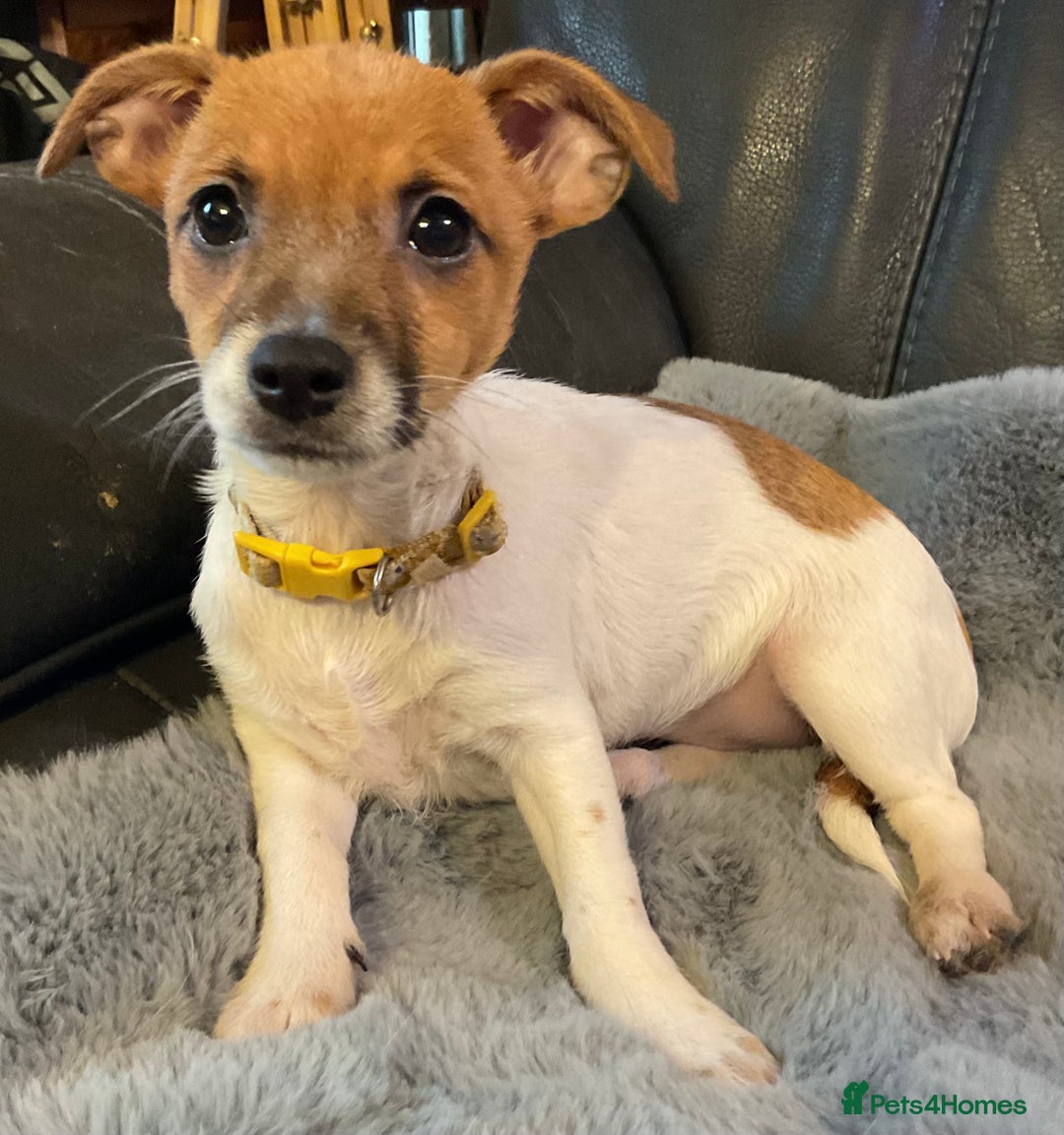 Jack Russell dogs for sale: Readvrtised due to time wasters ! - Advert 1