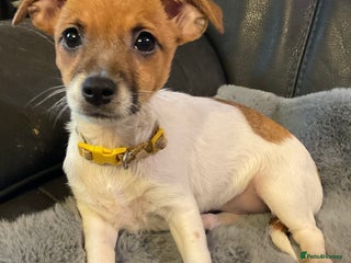 Jack Russell dogs - Advert 32