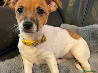 Jack Russell dogs Readvrtised due to time wasters ! - Advert 9