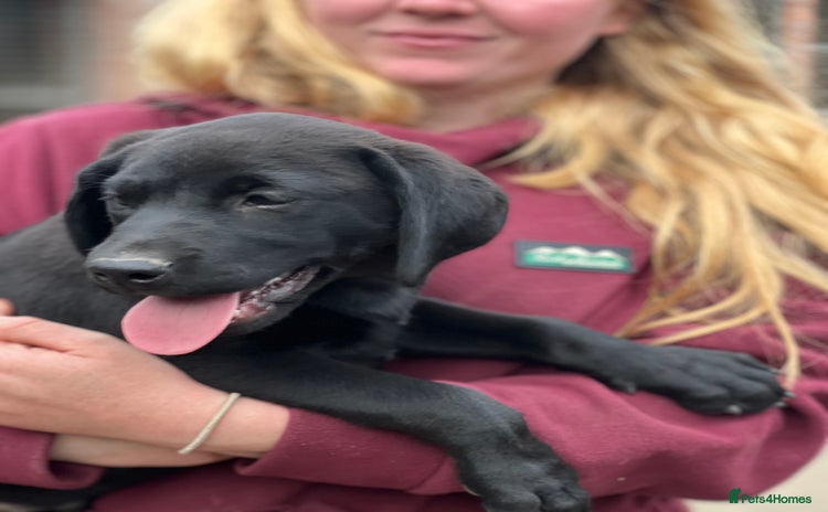 Labrador Retriever dogs - Advert 1