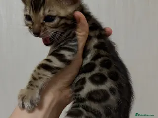 Bengal cats Bengal kittens - Advert 1