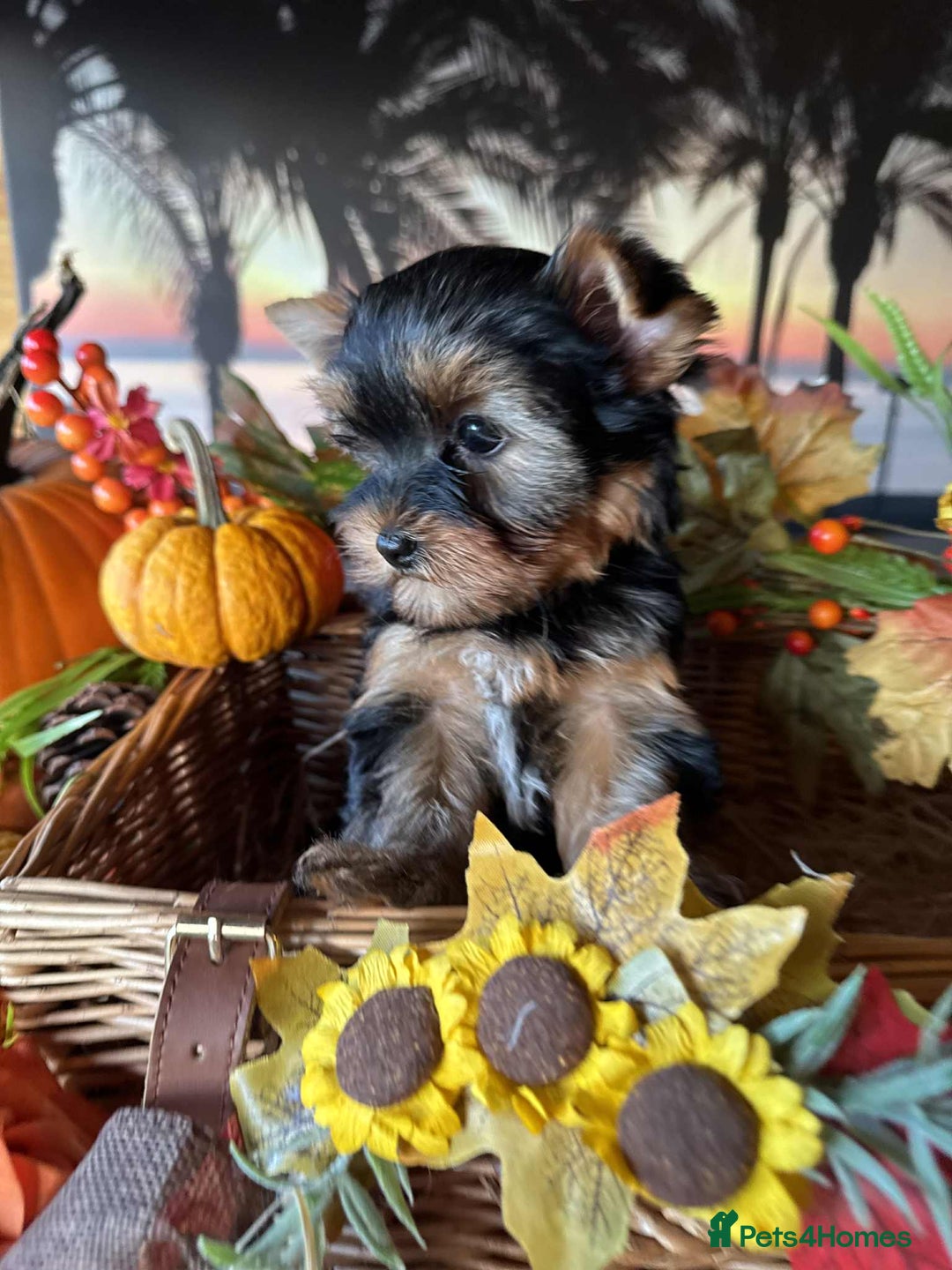 Yorkshire Terrier dogs for sale: Beautiful Pedigree Yorkshire Terrier puppies. - Advert 17
